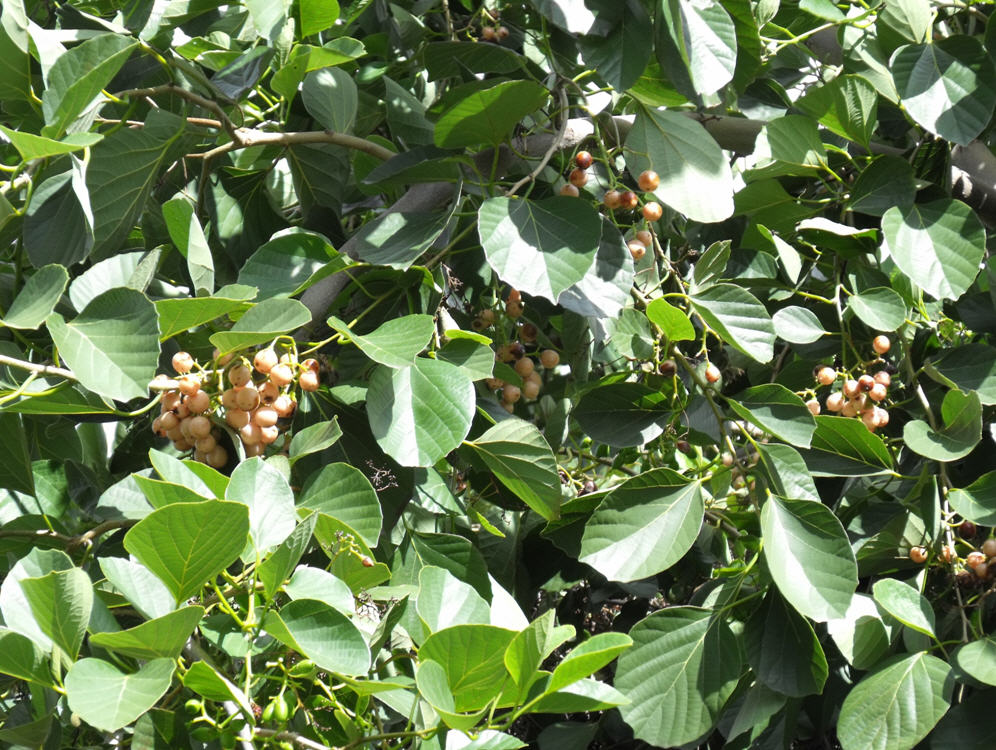 Cordia myxa (Boraginaceae) origine Asia tropicale, Australia